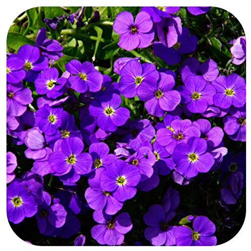 Aubretia Katie Purple Shades' Perennial Large Plug Plants x 6 Trailing