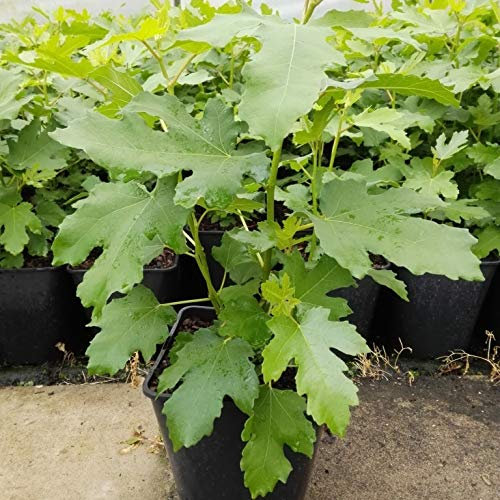 Bornholmfeige Bornholm Diamant sehr winterharter Feigenbaum Ficus carica 3-5 Liter Topf ca. 40-60 cm