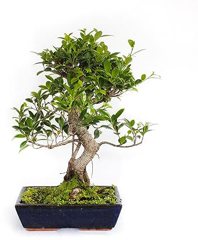 KENTIS - Bonsai Ficus Microcarpa - Bonsai Ficus Retusa - Echte Zimmerpflanzen - Handgefertigte Keramiktopf - H 45-55 cm Topf Ø 28 cm