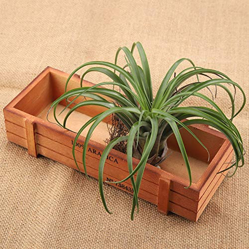 Holz-Sukkulenten-Blumenkasten, Schreibtisch-Aufbewahrungstablett für Heimdekoration
