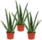 Exotenherz - 3er Set - Aloe vera - ca. 2 Jahre alt - 10,5cm Topf