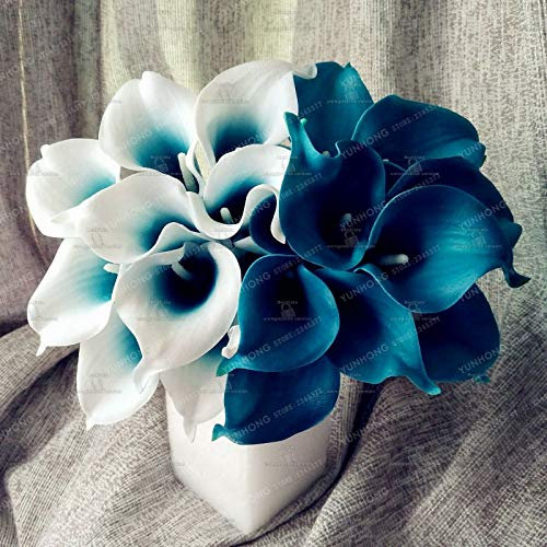 Bulbi di giglio di calla blu reale, fiori rari, non semi di calla - 2 bulbi, più ricercati