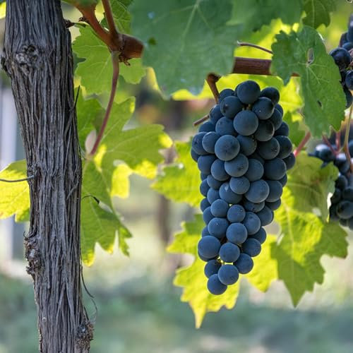 GreenboutiQ - Obstpflanze - Blaue Traube - Vitis vinifera Boskoop Glory - 2 Pflanzen - Topf 15cm Höhe 50cm