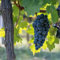 GreenboutiQ - Plante fruitière - Raisin bleu - Vitis vinifera Boskoop Glory - 2 plantes - Pot 15cm Hauteur 50cm