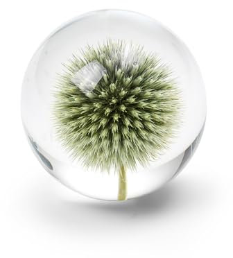 In Flore Distel-Briefbeschwerer aus Kunstharzglas, mit echter Distelblüte, 8 cm, grün