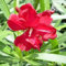 Nouveau frais 70pcs graines de fleurs de laurier-rose