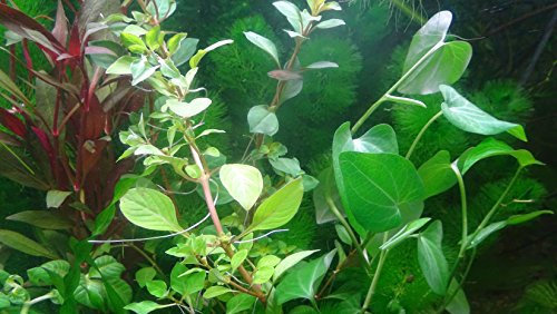 7 verschiedene Bund Wasserpflanzen, ca. 35 Einzeln Pflanzen gegen Algen