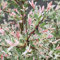 3 x Saule du Japon;Saule crevette - Salix Integra 'Hakuro Nishiki' 40-50 cm en conteneur - Ajoutez une touche de délicatesse et de couleur à votre jardin
