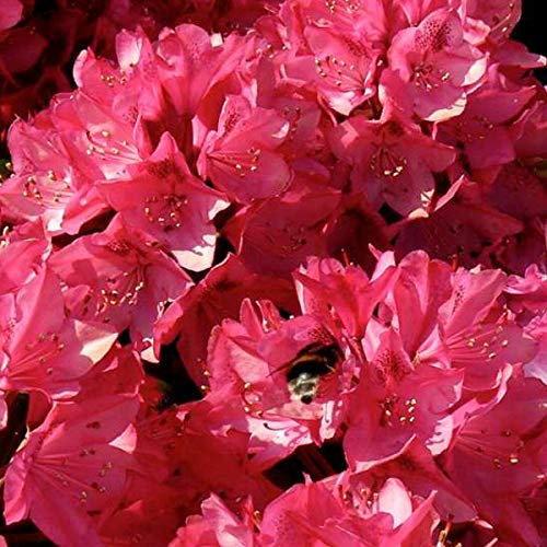Rhododendron 'Nova Zembla' 40-50 cm Topf - Lebendige rote Blüten und robustes Wachstum