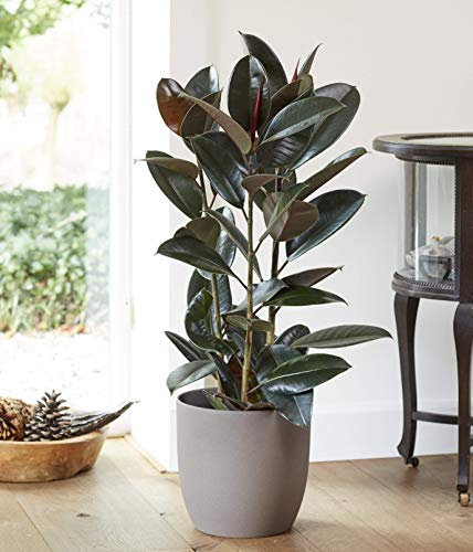 Plant Theory 110cm Rubber Plant Ficus Elastica Houseplant Easy Care Indoor House Plant Office Foliage XL 27cm Pot
