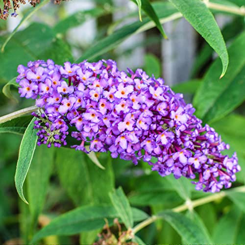 Buddleja Davidii empire Blue von Intragarten Sommerflieder blau im Topf
