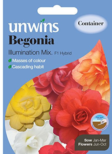 Westland Begonia Iluminations Mix Seeds