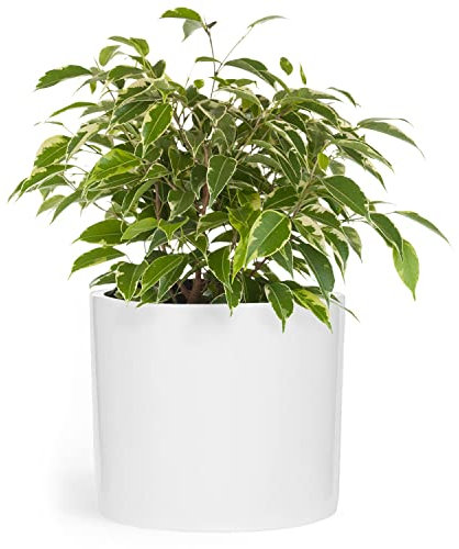 Fox&Fern Maceta L Grande Con Drenaje de Agua - 27 cm de Altura, 30 cm de Diámetro - Para Plantas de Interior - Blanca