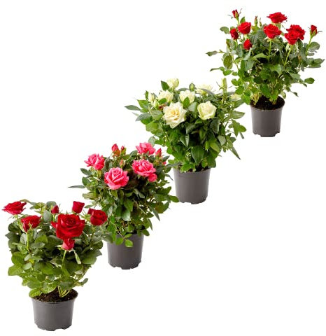 DECOALIVE Rosales Miniatura - Pack 4 Plantas Naturales - Flores de Colores