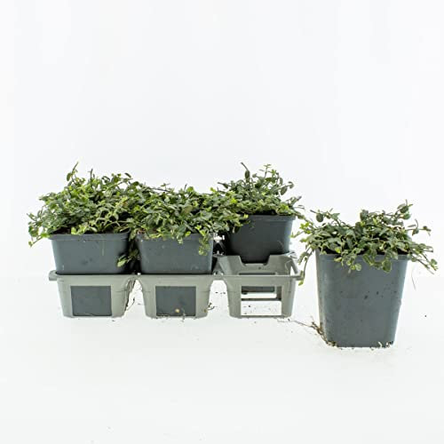 Euonymus fortunei Minimus von Intragarten Kriechspindelstrauch im Topf
