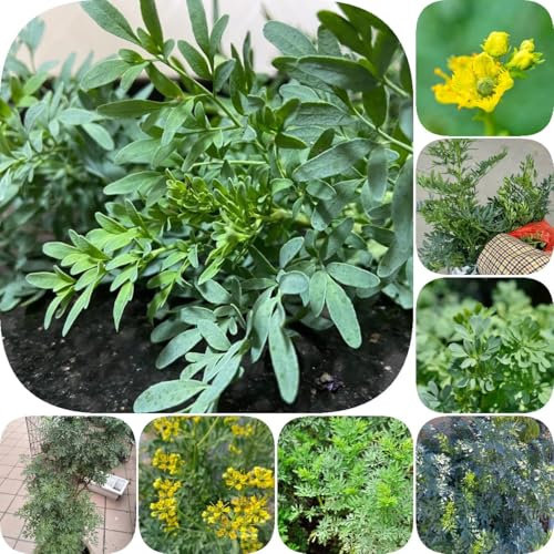 500 pz Semi di ruta, Ruta graveolens, semi di piante, piante per luoghi soleggiati, semi per aiuole Ruta graveolens semi di piante, piante per luoghi soleggiati, semi per aiuole semi