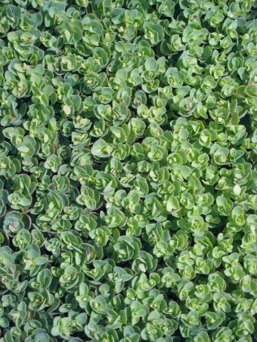 Staudenkulturen Wauschkuhn Sedum ewersii - Fetthenne - Staude im 9cm Topf