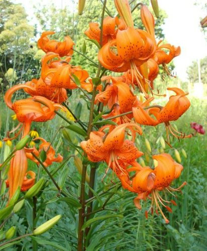 Lilium Tigrinum Splendens - Lilie Orange Tiger 3 Lilienzwiebeln