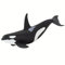Safari Ltd. Orca 15.2cm | Figur eines Meerestiers | Ungiftig und BPA-frei | Geeignet für Kinder ab 3 Jahren