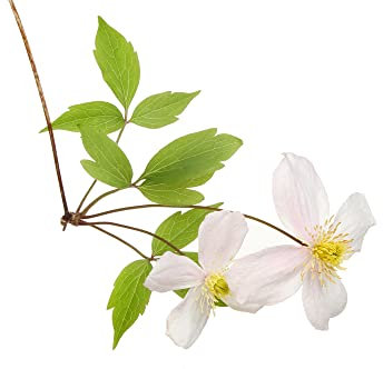 Clematis Plants, Clematis Montana 'Grandiflora', 1 x Full Plant in a 1 Litre Pot, Garden Ready and Ready to Plant, Premium Quality Garden Perennials