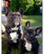 Puzzle 1000 Teile Erwachsene Holzpuzzle Wooden Jigsaw Puzzle Französischer Bulldoggen-Karikaturhund,Puzzle Spielzeug fur Erwachsene Und Kinder,Impossible Puzzle Bastleset