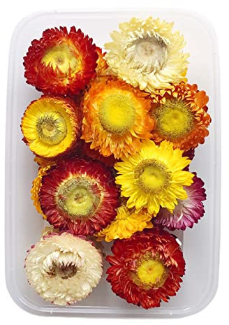 BELUAPI Echte getrocknete gepresste Blumen Blätter zum Basteln, Eukalyptus, Gänseblümchen, Hortensien, Farn, Blätter, Gypsophila, Chrysanthemen, Rose, gemischt, verschiedene getrocknete Blumen