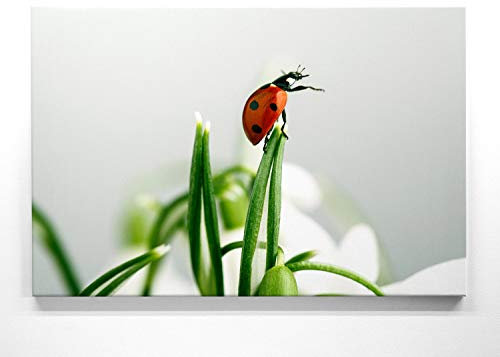Bezaubernde Frühlingszeit, Marienkäfer - als großes XXL Leinwand-Bild 120x80cm. Ideal als Hintergrund und Dekoration für Wohnzimmer & Schlafzimmer. Aufgespannt auf 2cm Holzrahmen