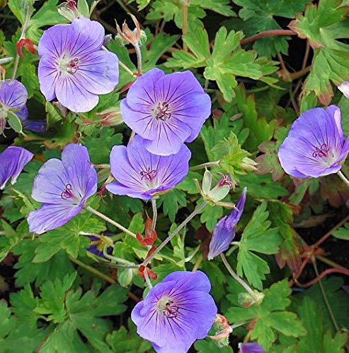 Wiesen Storchschnabel Rozanne - großer Topf - Geranium pratense - lebende Gartenpflanze aus den Baumschulen