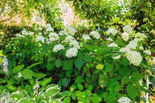 Schneeballhortensie Hydrangea arborescens Grandiflora 60-100 cm winterhart | Weiße Blütenbälle, sonnig bis halbschattig, schnittverträglich, ideal für Beet und Kübel, robuste Gartenpflanze