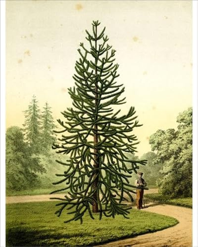 Media Storehouse Monkey Puzzle Tree Print, Araucaria Imbricata Pavon, 1868 - Print 10x8 (25x20cm) (23272196)