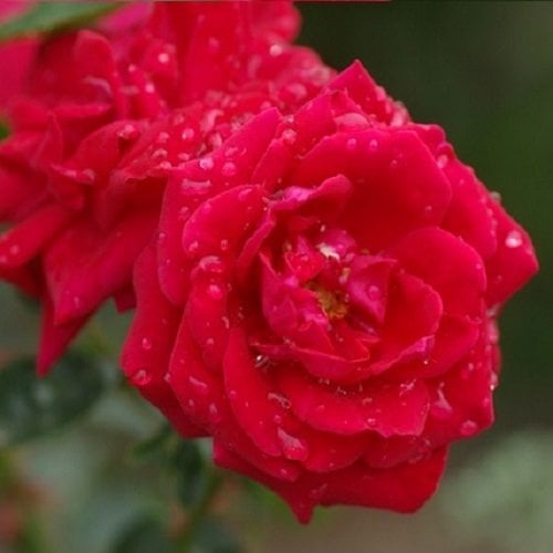 New Dawn Rouge Kletterrose - Rot, Mehrjährig, Duftend & Winterhart | ClematisOnline Kletterpflanzen
