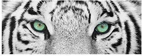 Kunstdruck auf Glas - Weißer Tiger - Panorama Breit, Druck auf Glas, Glasbild, Wandbild, Glasbild, Glasbild, Glasbild, Glasbild, Glasbild, Glasbild, Glasdruck, H x B: 50 x 125 cm