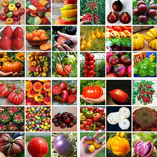200 semillas de tomate mezcladas para jardín, granja deliciosa vegetal, fruta, decoración de plantas de tomate para mujeres, hombres, niños, principiantes, regalo de jardineros