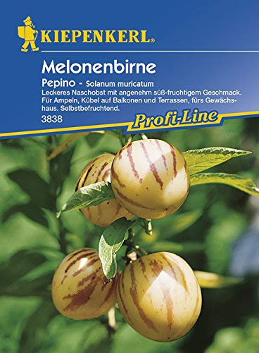 Kiepenkerl 3838 Melonenbirne Pepino (Melonenbirnesamen)