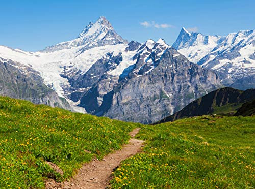 wandmotiv24 Fototapete Sommerwiese in den Alpen Größe: 350 x 260 cm Wandbild, Motivtapete, Vliestapete KTk356
