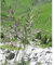 Rotschwingel Festuca rubra rubra 15 kg Einzelgras Grassamen Rasensamen Weidesamen