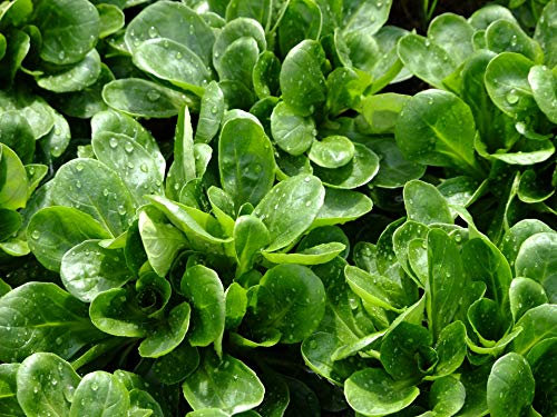 Lotto di 500 semi di lattuga di agnello Conchiglia Louviers - Varietà da consumare cotta o in insalata - Ricca di sostanze nutritive - 100% naturale - Qualità gustativa - 100% riproducibile