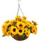 Aflorshope Realistic Artificial Hanging Sunflower Flower Basket Simulation Flower Plant Decoration, Home and Office Hanging Flower Baskets Garden Patio Porch Artificial Flower for Decoration (30 CM)