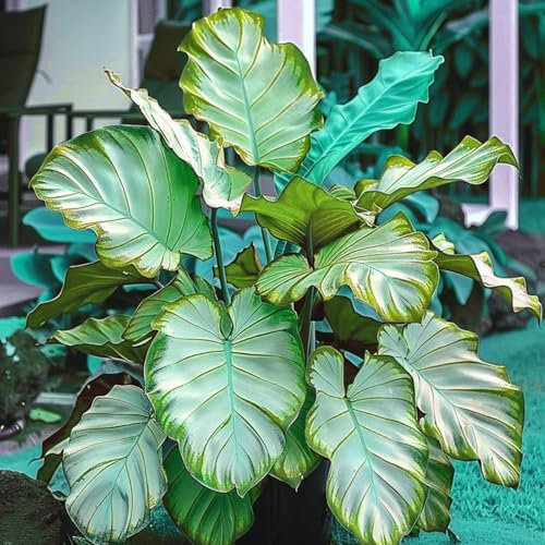 Funkien zwiebeln,Winterharte mehrjährig,hostas funkien,hervorragende Verzierung,dekorative blumen,Gartendekoration,Hosta Mix pflanze winterhart.-4zwiebeln-B