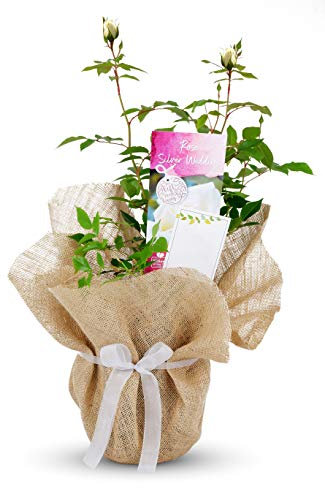 Silver 25th Wedding Anniversary Rose Bush Gift Wrapped - Gardening Plant Present Idea