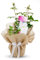 Silver 25th Wedding Anniversary Rose Bush Gift Wrapped - Gardening Plant Present Idea