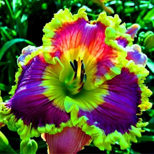 Taglilien zwiebeln,winterhart pflanze,taglilien Winterhart mehrjährig Pflanze,Taglilien,Hemerocallis pflanzen,taglilien rhizome,taglilien zwiebeln winterhart,Hemerocallis Knollen.-3zwiebeln-D
