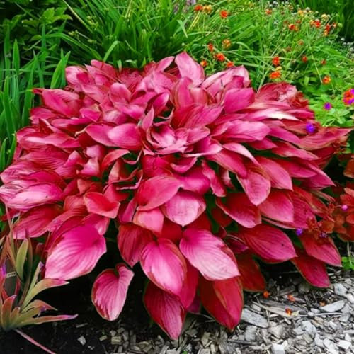 Bulbi di hosta perenni e brillanti all’ingrosso, coltivazione professionale per una splendida esposizione in giardino, 6 bulbi, E