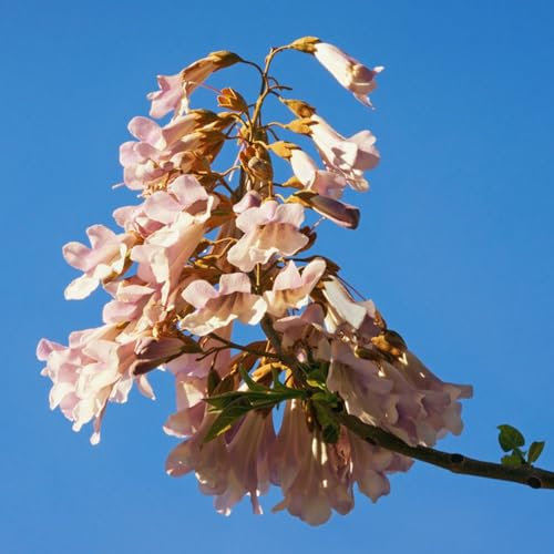 400 Pcs Paulownia Tomentosa Samen - Paulownia Baum - Bio Samen Alte Sorten, Baum Pflanzen Kiribaum Pflanze Samen, Gartenpflanzen Winterhart Mehrjährig Grünpflanzen, Gartendeko Für