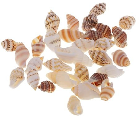 HBALDTEDC Coquilles de mer Coquilles de mer mixtes, Coquillages for bricolage Lot de 30 coquillages Palourdes Escargots Coquilles Saint-Jacques Décoration de plage - Objet décoratif