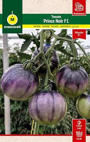 Mascarell Semillas, TOMATE PRINCE NOIR, Semillas Huerto, Tomate Negro de Sabor Intenso y Dulce, Crea tu Propio Huerto Urbano y Cultivo en Casa, Contiene 10 Sem.