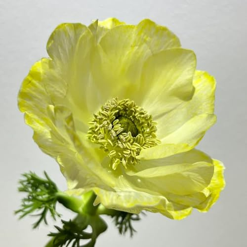anemonesamen exotische zimmerpflanzen gartenpflanze blumengarten immergrüne indoor garden blumenwiesensaat herbstanemone dachbegrünung bodendecker winterhart mehrjährig sommerblumen 100samen