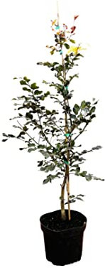 Fagus sylvatica 'Purpurea' 80-100 cm - Blutbuche, purpurrote Blätter, ideal als Solitärbaum, winterhart, pflegeleicht