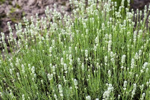 Lavandula angustifolia 'Arctic Snow' 9x9 cm Topf – Winterhart, Mehrjährig, Pflegeleicht – Echter Lavendel – Duftpflanze für Beet, Balkon & Kübel