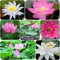 200 Stück Lotussamen, Lotusblume für Gartenbepflanzung Wohnkultur Schüssel Lotus Samen, Hydroponische Dekoration Winterharte Einfach Zu Pflanzen